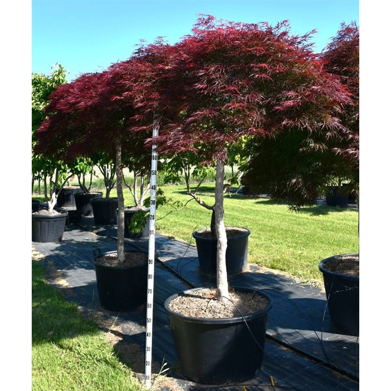 Japansk lönn – Acer pal. 'Garnet' - 140 CM Stem Cont.